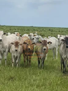 Fazenda / Sítio / Chácara com 3 Quartos à venda, 800m² no Bela Vista, Paraíso do Tocantins