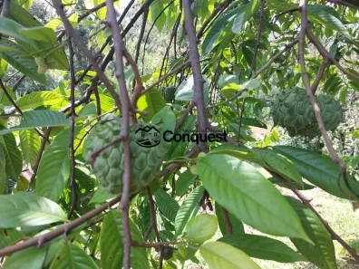 Fazenda / Sítio / Chácara com 5 Quartos à venda, 16000m² no , São Joaquim de Bicas