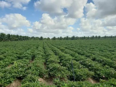Fazenda / Sítio / Chácara com 4 Quartos à venda, 84000m² no , Vera Cruz