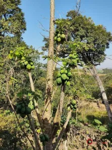 Fazenda / Sítio / Chácara com 2 Quartos à venda, 135m² no Chácaras Reunidas, Pilar do Sul