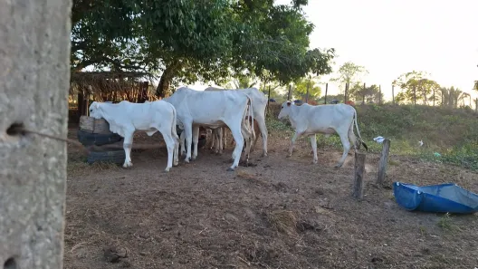 Terreno / Lote Comercial à venda, 3330000m² no , Bacabeira