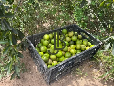 Fazenda / Sítio / Chácara com 2 Quartos à venda, 100m² no Centro, Alhandra