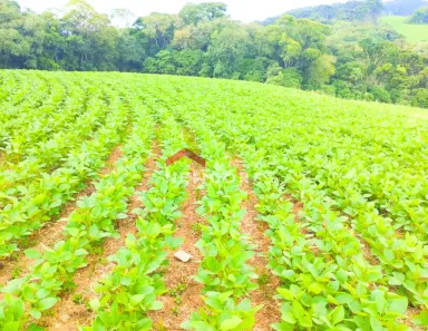 Fazenda / Sítio / Chácara com 1 Quarto à venda, 23600m² no Passaúna, Araucária