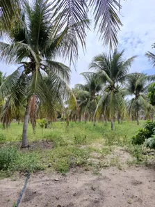 Fazenda / Sítio / Chácara com 3 Quartos à venda, 16000m² no , Vera Cruz