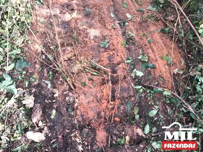 Fazenda / Sítio / Chácara à venda no , Guaraí