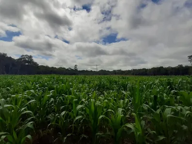 Fazenda / Sítio / Chácara com 1 Quarto à venda, 60000m² no , Contenda