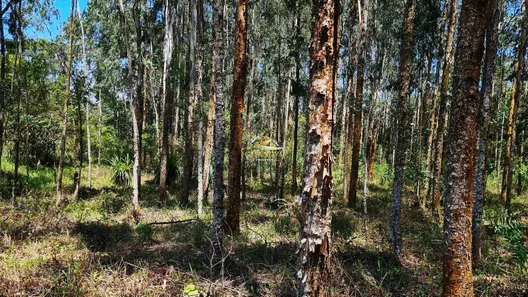 Fazenda / Sítio / Chácara com 1 Quarto à venda, 34550m² no Mato Dentro, Almirante Tamandaré