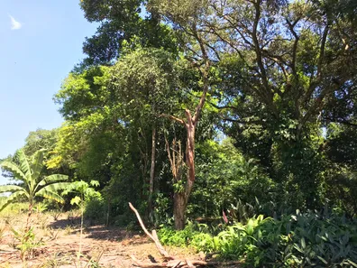 Fazenda / Sítio / Chácara com 1 Quarto à venda, 24975m² no Tinguá, Nova Iguaçu