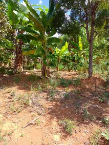 Apartamento com 3 Quartos à venda, 5000m² no Área Rural do Gama, Brasília