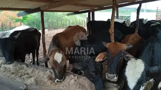 Fazenda / Sítio / Chácara à venda, 76600m² no Divinópolis, Caruaru