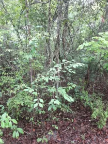 Terreno / Lote / Condomínio à venda, 2920000m² no Centro, Campo Maior