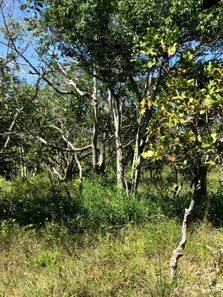 Terreno / Lote / Condomínio à venda, 1184m² no Busca Vida (Abrantes), Camaçari