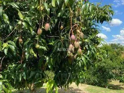 Fazenda / Sítio / Chácara à venda, 2500m² no Recanto Santa Andréa, Cambé