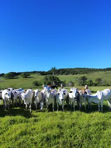 Fazenda / Sítio / Chácara com 4 Quartos à venda, 82m² no , Brejinho