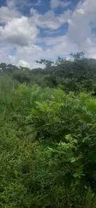 Fazenda / Sítio / Chácara com 2 Quartos à venda, 10160000m² no , Padre Bernardo