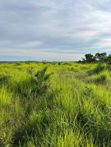 Fazenda / Sítio / Chácara com 2 Quartos à venda, 4985000m² no , Ponte Alta do Tocantins