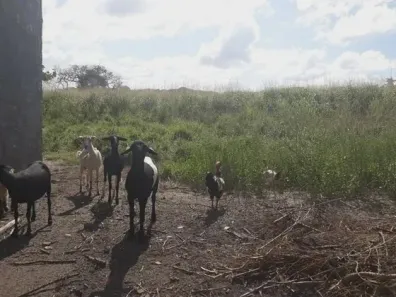 Fazenda / Sítio / Chácara com 3 Quartos à venda, 960000m² no , Vera Cruz