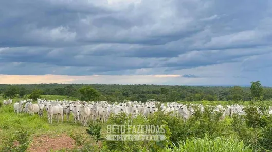 Fazenda / Sítio / Chácara à venda, 17230400m² no , Paranã