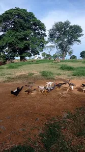 Fazenda / Sítio / Chácara à venda, 280000m² no Setor Bosque, Formosa