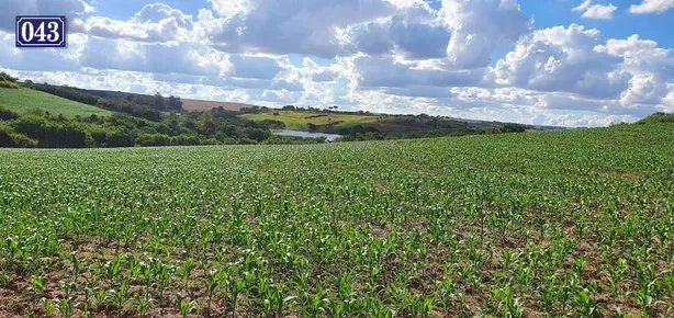 Terreno / Lote / Condomínio à venda, 208000m² no Rodovia, Sertanópolis