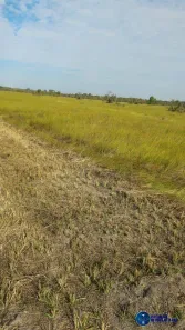 Terreno / Lote / Condomínio à venda, 1668m² no Setor Central, Lagoa da Confusão