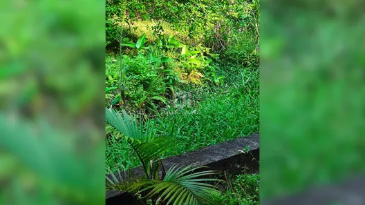 Fazenda / Sítio / Chácara com 3 Quartos à venda, 55000m² no , Campina Grande do Sul