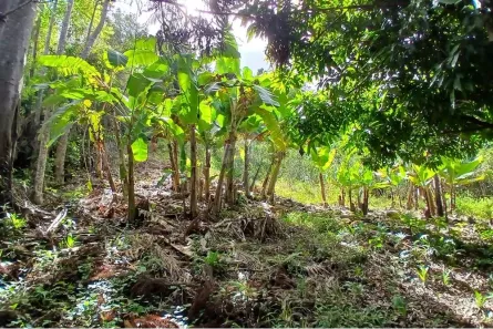 Fazenda / Sítio / Chácara com 2 Quartos à venda, 16200m² no , Bom Jardim