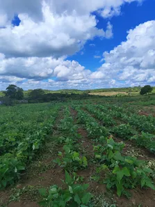 Fazenda / Sítio / Chácara com 3 Quartos à venda, 110000m² no Cobe de Cima, Vera Cruz