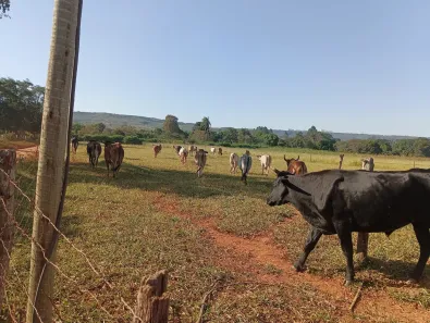 Fazenda / Sítio / Chácara à venda, 20000m² no Jardim Lago Azul, Novo Gama