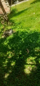 Fazenda / Sítio / Chácara com 2 Quartos à venda, 90m² no Barão de Guandu, Nova Iguaçu