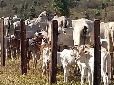 Fazenda / Sítio / Chácara com 3 Quartos à venda, 10000m² no , Bela Vista