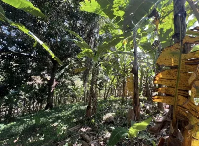 Fazenda / Sítio / Chácara com 2 Quartos à venda, 150m² no , Pacoti