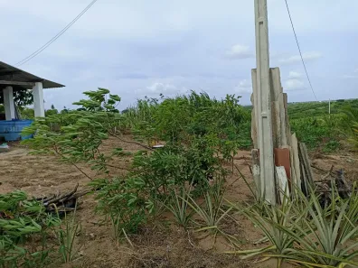 Fazenda / Sítio / Chácara à venda, 65000m² no Centro, Pilar