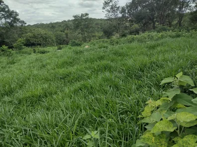 Terreno / Lote Comercial à venda, 20000m² no Zona Rural, Fortuna de Minas