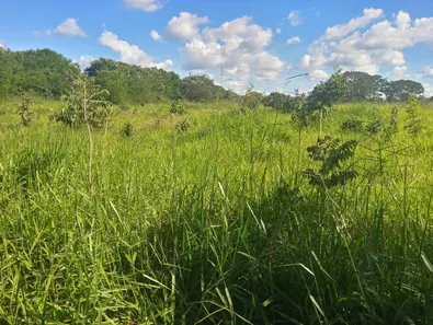 Fazenda / Sítio / Chácara à venda, 60000m² no Jardim Roriz, Brasília