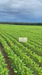 Fazenda / Sítio / Chácara com 5 Quartos à venda, 300m² no Jardim Tocantins, Gurupi