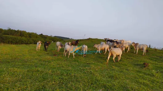 Fazenda / Sítio / Chácara à venda, 242000m² no , Guaraniaçu