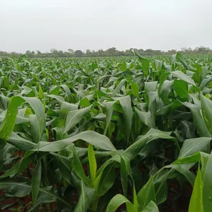 Fazenda / Sítio / Chácara à venda, 50500m² no , Brasília