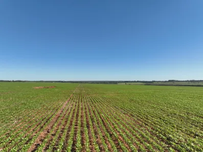 Fazenda / Sítio / Chácara com 5 Quartos à venda, 577m² no Campos do Iguaçu, Foz do Iguaçu