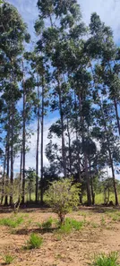 Fazenda / Sítio / Chácara com 1 Quarto à venda, 10000m² no Chácaras Ipanema, Valparaíso de Goiás