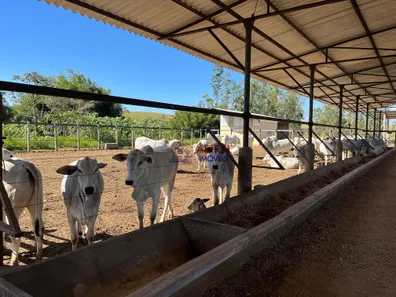 Fazenda / Sítio / Chácara com 5 Quartos à venda, 2565200m² no Chácara Marambaia, Caçapava