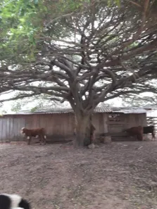 Fazenda / Sítio / Chácara à venda, 106747m² no Arroio do Só, Santa Maria