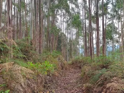 Terreno / Lote / Condomínio à venda, 65228m² no São João Batista, São João Batista