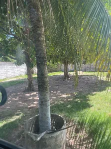 Fazenda / Sítio / Chácara com 4 Quartos à venda, 650m² no , Pindoretama