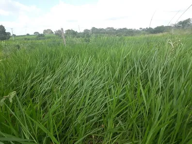 Fazenda / Sítio / Chácara com 3 Quartos à venda, 95000m² no , Vera Cruz