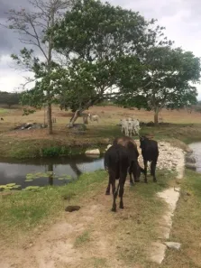 Fazenda / Sítio / Chácara com 4 Quartos à venda, 210m² no , Agrestina