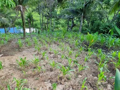 Terreno / Lote / Condomínio à venda, 12000m² no Coqueiros de Monte Gordo (Monte Gordo), Camaçari