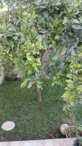Casa com 3 Quartos à venda, 480m² no Jardim Eugenia Maria, Campina Grande do Sul