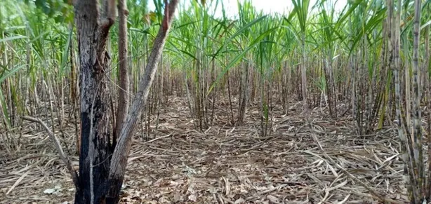Fazenda / Sítio / Chácara com 3 Quartos à venda, 50000m² no Brazlândia, Brasília