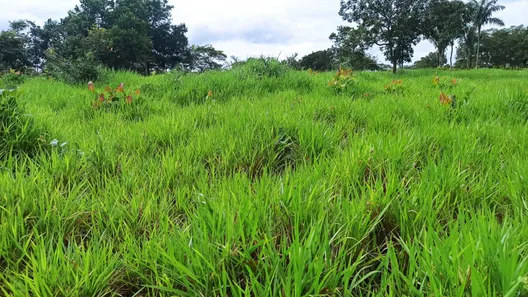 Fazenda / Sítio / Chácara com 3 Quartos à venda, 310000000m² no , Paraíso do Tocantins